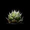 アガベ チタノタ 魚刺 / Agave titanota ‘Fish Spine’ #2