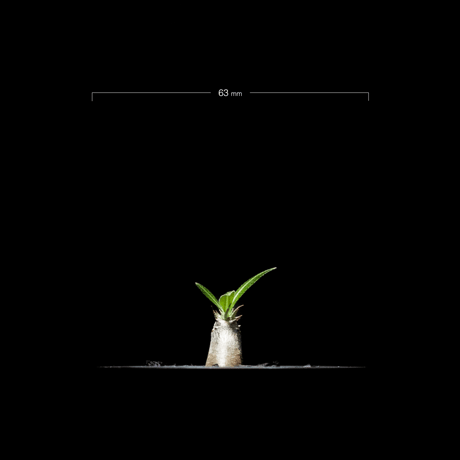 パキポディウム グラキリス / Pachypodium rosulatum var. gracilius #3