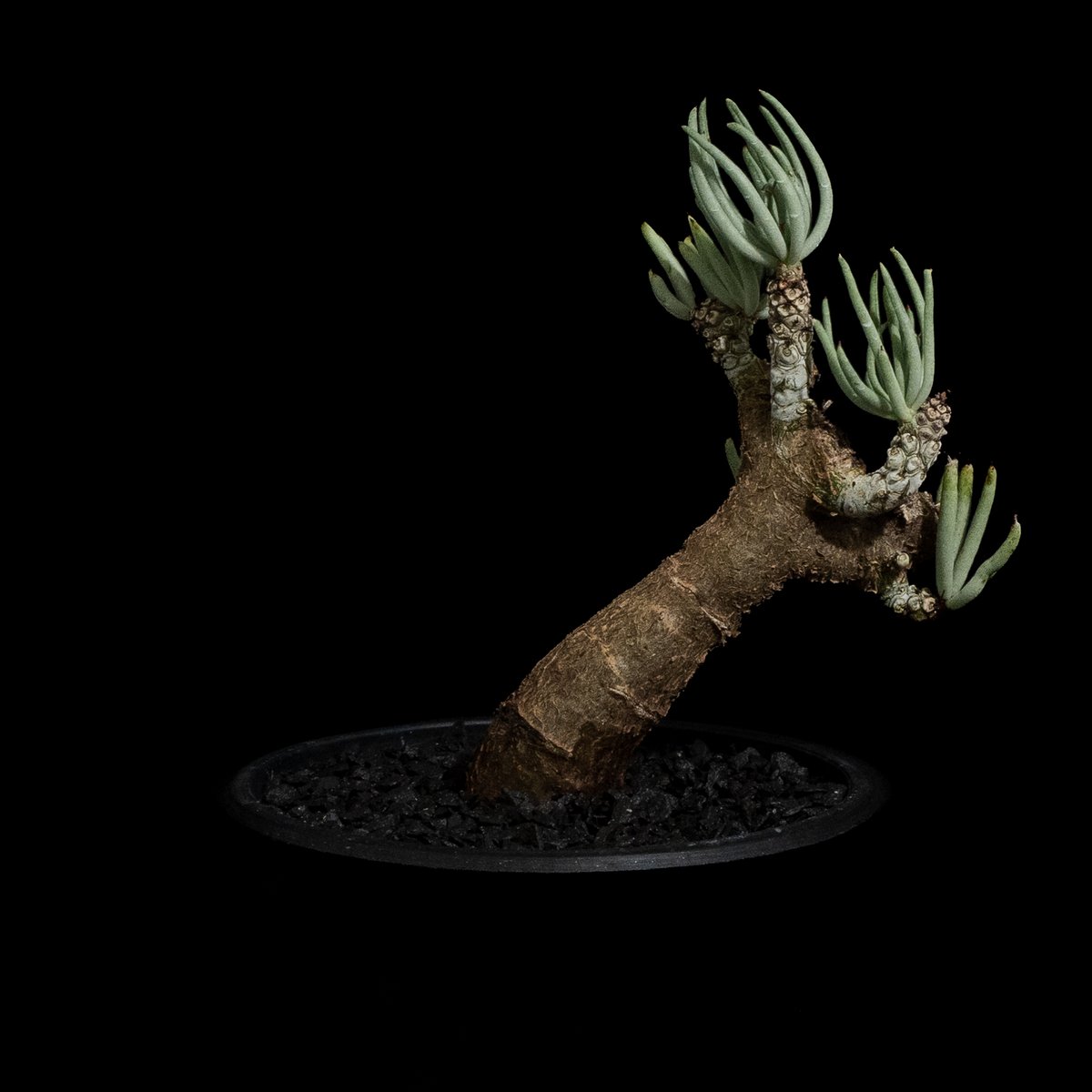 チレコドン ペアルソニー / Tylecodon pearsonii #2 | Ducks (