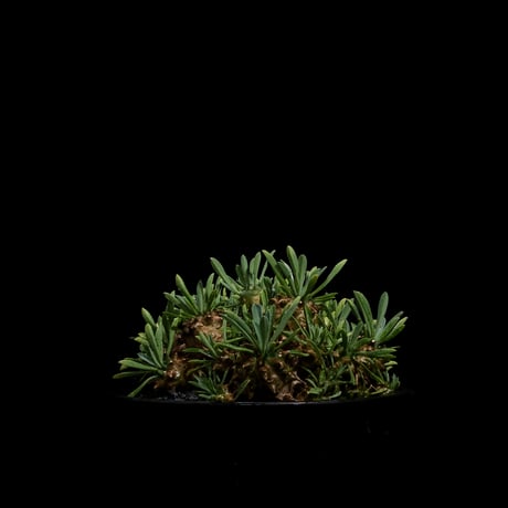 ユーフォルビア 峨眉山 / Euphorbia ‘Gabizan’ #10