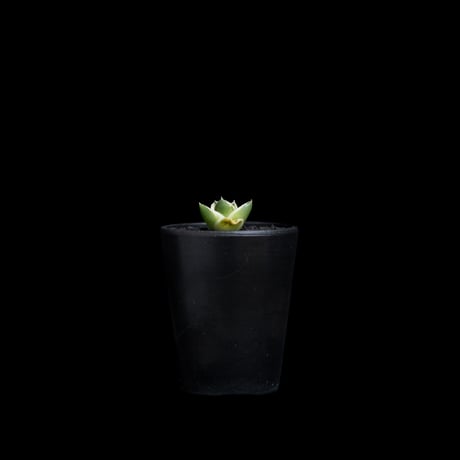 アガベ 王妃笹の雪 A型 白覆輪斑 ピンキー / Agave filifera var. compacta 'Pinky' #1