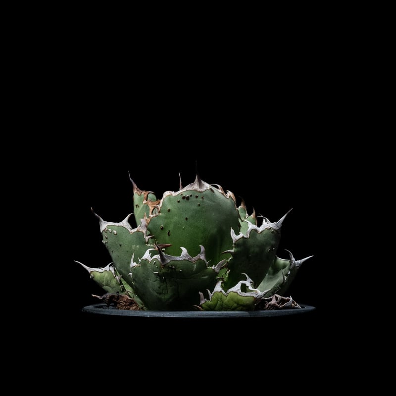 アガベ・チタノタ FO-222 / Agave titanota