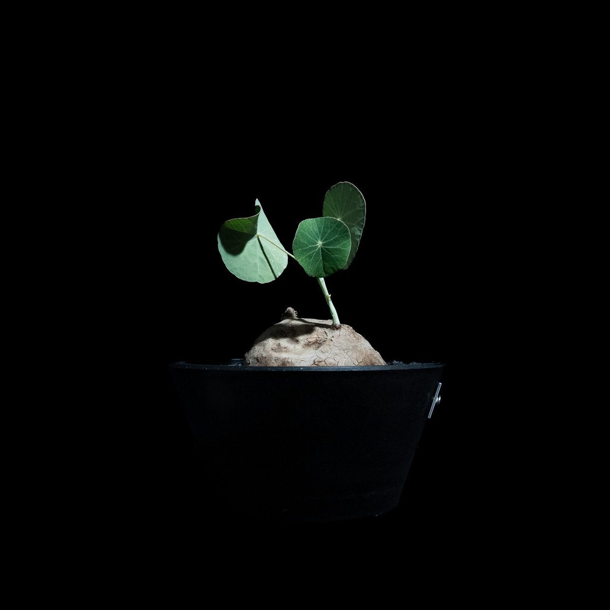 ステファニア　エレクタ ステファニア エレクタ / Stephania erecta #2 | Ducks ( pla