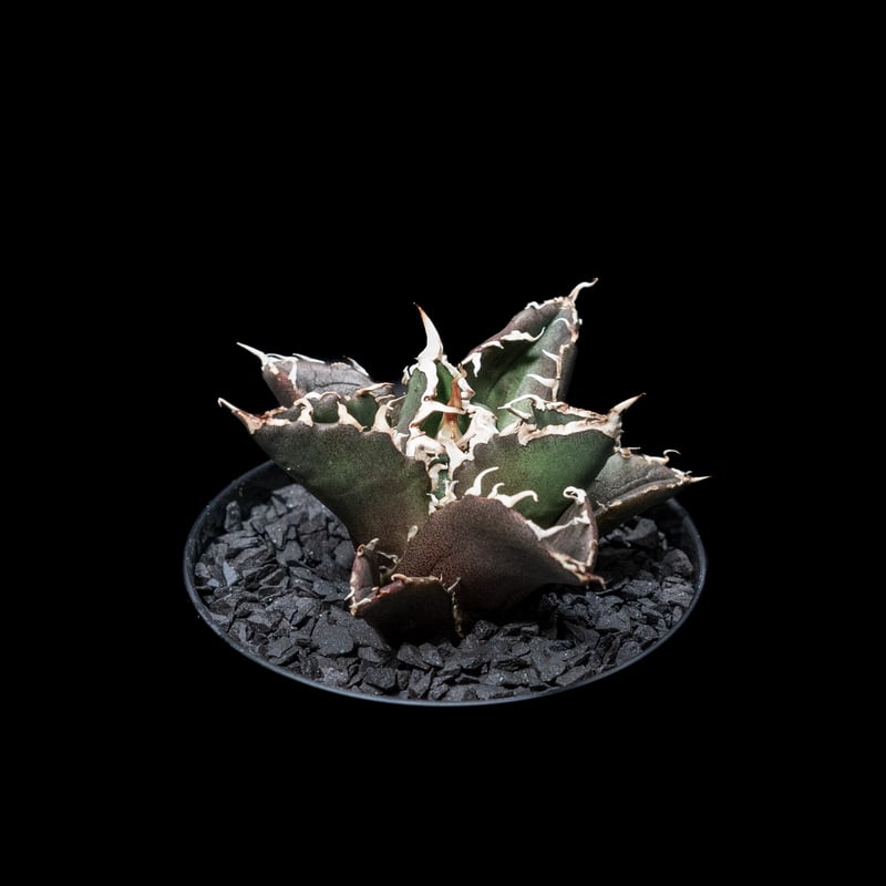 アガベ チタノタ 白鯨 / Agave titanota  