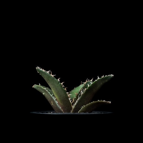 アガベ チタノタ 白鯨 / Agave titanota ‘White Whale’ #80