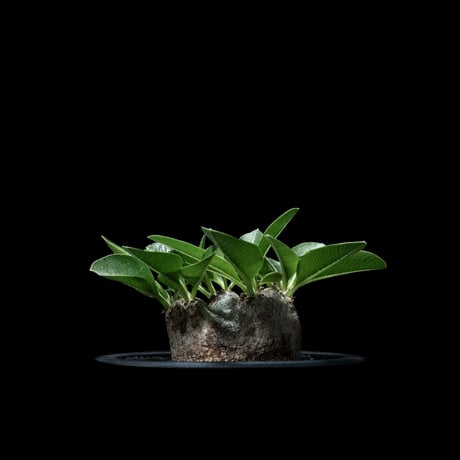 パキポディウム ブレビカウレ / Pachypodium brevicaule #6