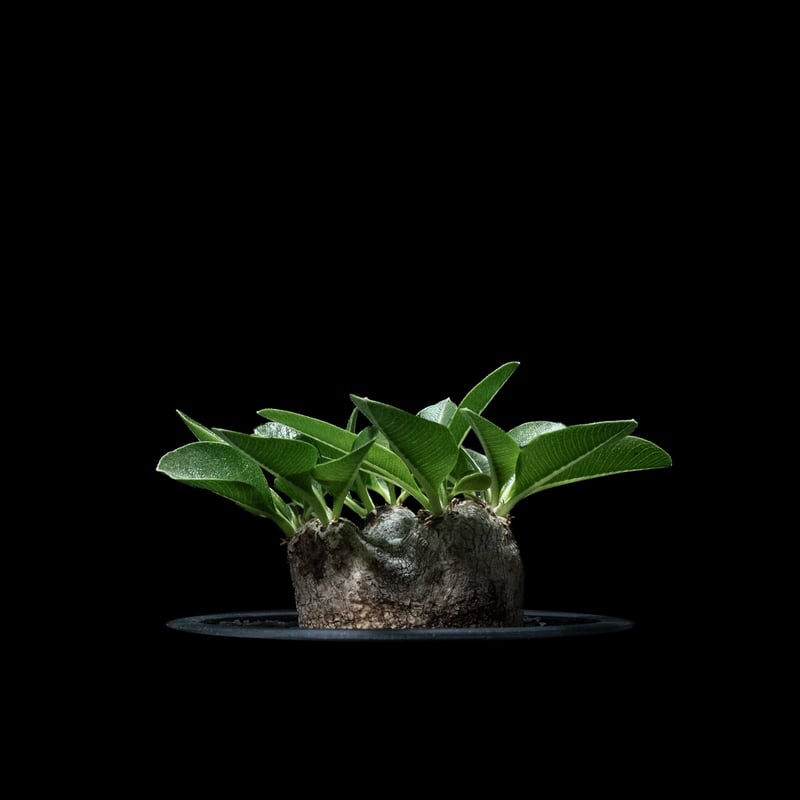 パキポディウム ブレビカウレ / Pachypodium brevicaule #6 | Du