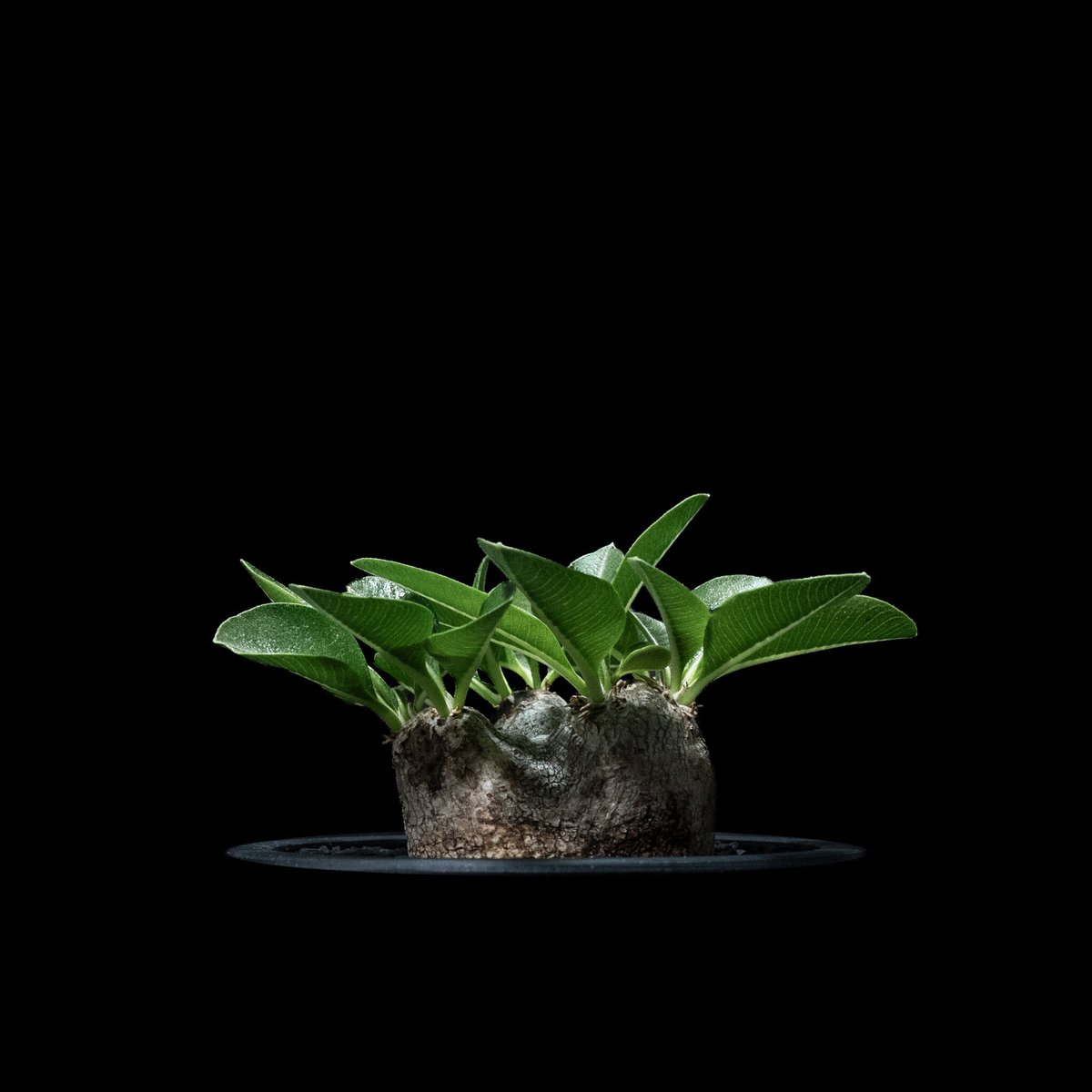 パキポディウム ブレビカウレ / Pachypodium brevicaule #6 | Du