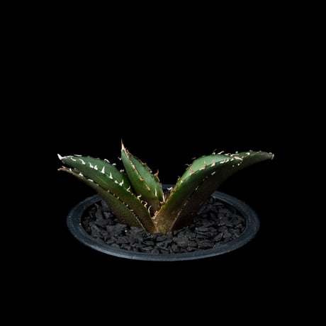 アガベ チタノタ 白鯨 / Agave titanota ‘White Whale’ #81