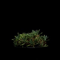 ユーフォルビア 峨眉山 / Euphorbia ‘Gabizan’ #10