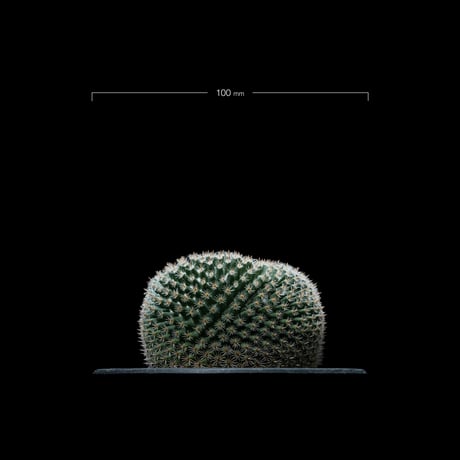 マミラリア 大福丸 / Mammillaria perbella #1