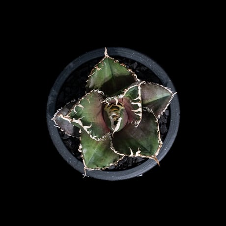 アガベ チタノタ 金剛 / Agave titanota 'King Kong' #1