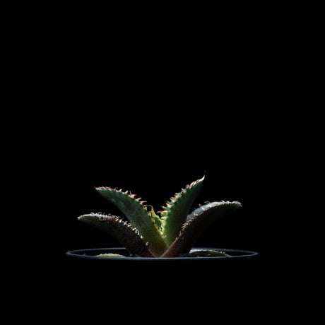 アガベ チタノタ レッド・キャットウィーズル / Agave titanota ‘Red Catweazle’ #36