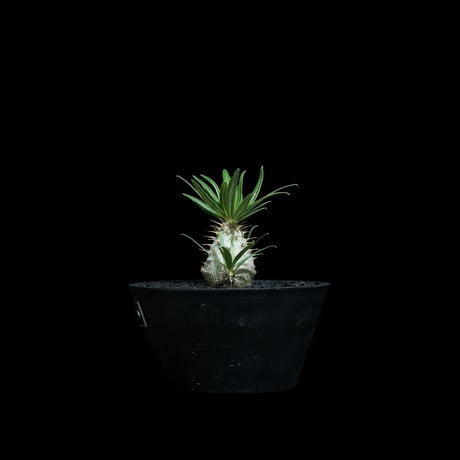 パキポディウム グラキリス / Pachypodium rosulatum var. gracilius #91