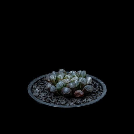 ハオルチア 紫オブツーサ / Haworthia ‘Murasaki Obutusa’