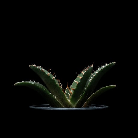 アガベ チタノタ 白鯨 / Agave titanota ‘White Whale’ #45
