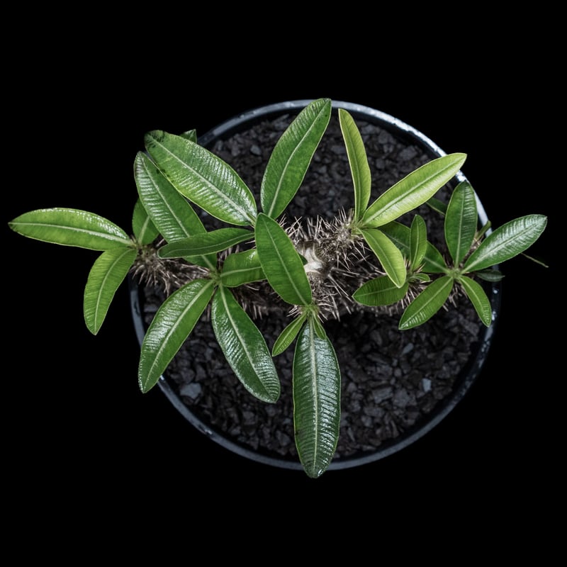 落葉中】パキポディウム マカイエンセ / Pachypodium makayense | D