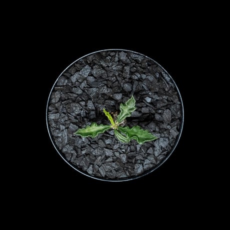 ユーフォルビア デカリー / Euphorbia decaryi #1
