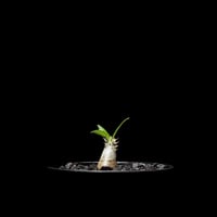 パキポディウム グラキリス / Pachypodium rosulatum var. gracilius #3