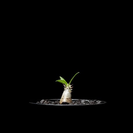 パキポディウム グラキリス / Pachypodium rosulatum var. gracilius #3