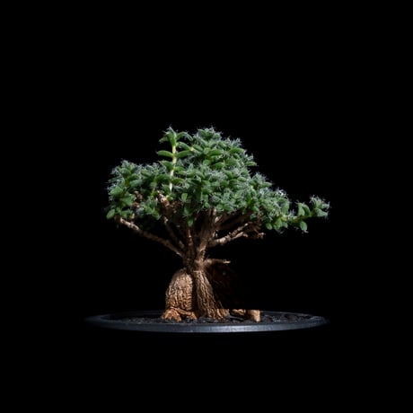 トリコディアデマ ブルボスム / Trichodiadema bulbosum #17