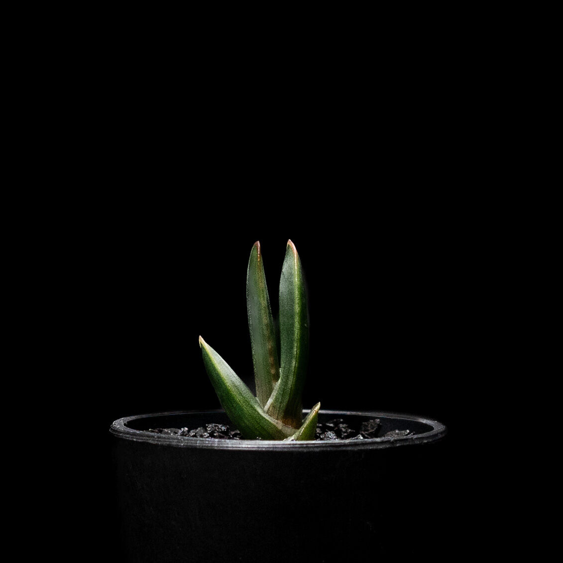 アロエ ロンギスティラ / Aloe longistyla | Ducks ( plants. )