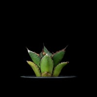 アガベ 王妃笹の雪 A型 白覆輪斑 ピンキー / Agave filifera var. co