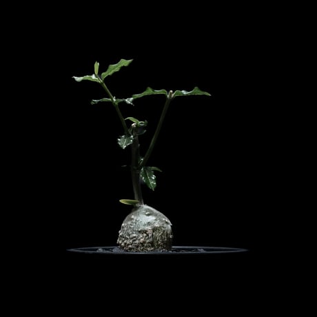 フォッケア エデュリス / Fockea edulis #1