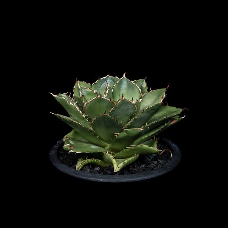 アガベ チタノタ フィリグリー (拇指厳竜) / Agave titanota ‘Filigree’ #26