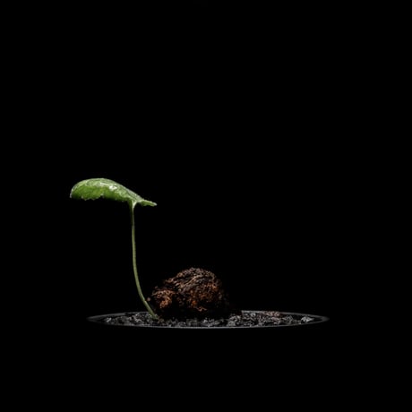 ペラルゴニウム ロバツム / Pelargonium lobatum  #2