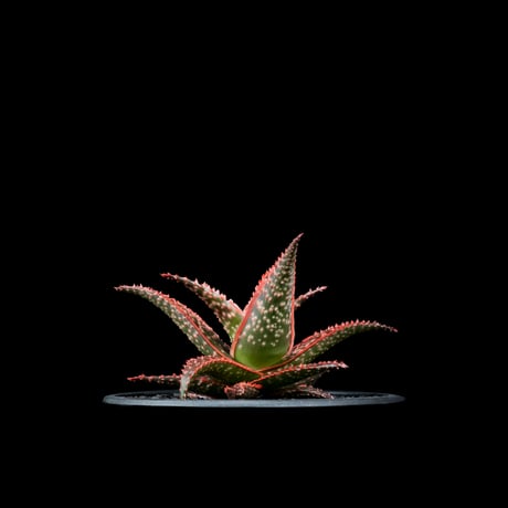 アロエ クリスマスキャロル / Aloe ‘Chiristmas Carol’ #2