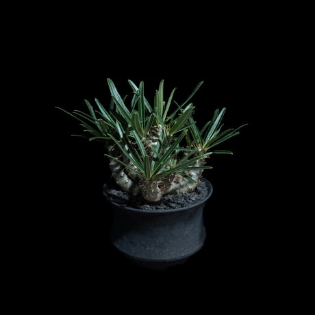 パキポディウム グラキリス / Pachypodium rosulatum var. gracilius #99