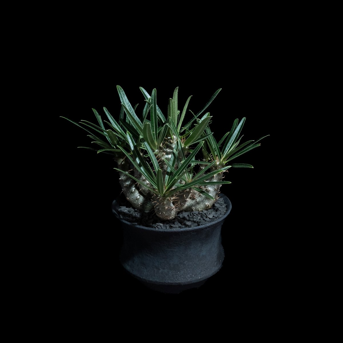 パキポディウム グラキリス / Pachypodium rosulatum var. grac