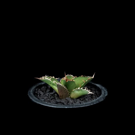 アガベ チタノタ シーザー / Agave titanota ‘Caesar’ #43