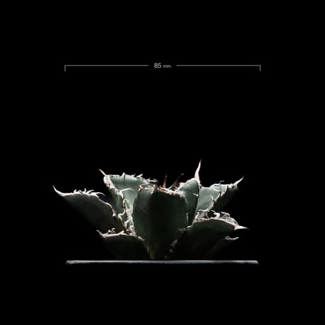アガベ チタノタ 白鯨 / Agave titanota ‘White Whale’ #3