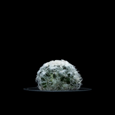 マミラリア 白星 / Mammillaria plumosa