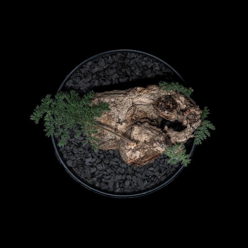 ペラルゴニウム トリステ / Pelargonium triste #4 | Ducks (