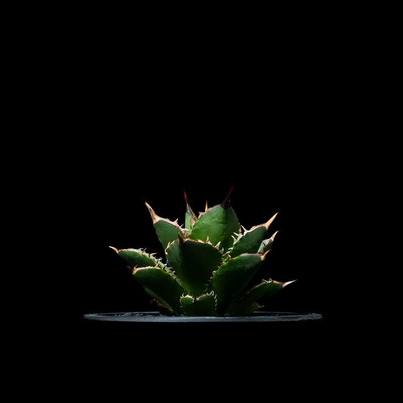 アガベ チタノタ 大島 / Agave titanota 'Oshima' #1 | Duck
