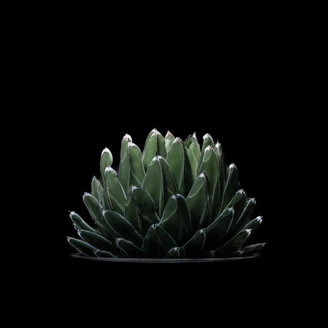 アガベ 笹の雪 / Agave victoriae-reginae