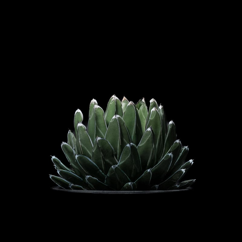 笹の雪バリエガータ虎斑 笹の雪バリエガータ虎斑 アガベ 笹の雪 虎斑 Agave victoriae-reginae