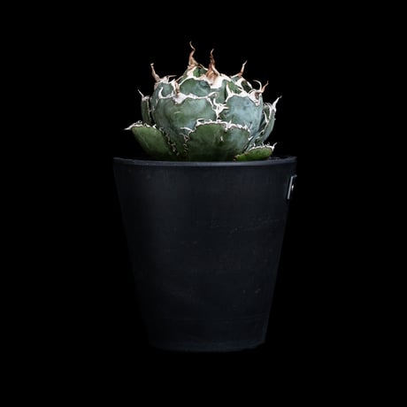 アガベ チタノタ 白鯨 / Agave titanota ‘White Whale’ #99