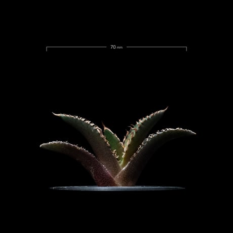 アガベ チタノタ レッド・キャットウィーズル / Agave titanota ‘Red Catweazle’ #22
