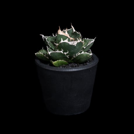 アガベ チタノタ 南アフリカダイヤモンド / Agave titanota 'South Africa Diamond'#12