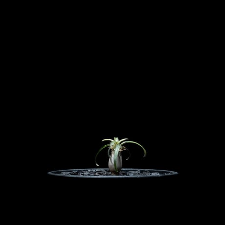 パキポディウム グラキリス / Pachypodium rosulatum var. gracilius #21