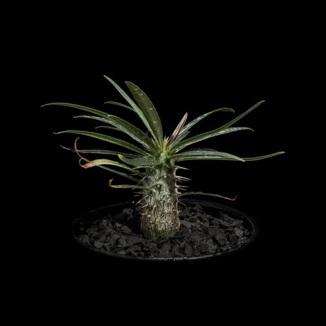 パキポディウム グラキリス / Pachypodium rosulatum var. gracilius #59