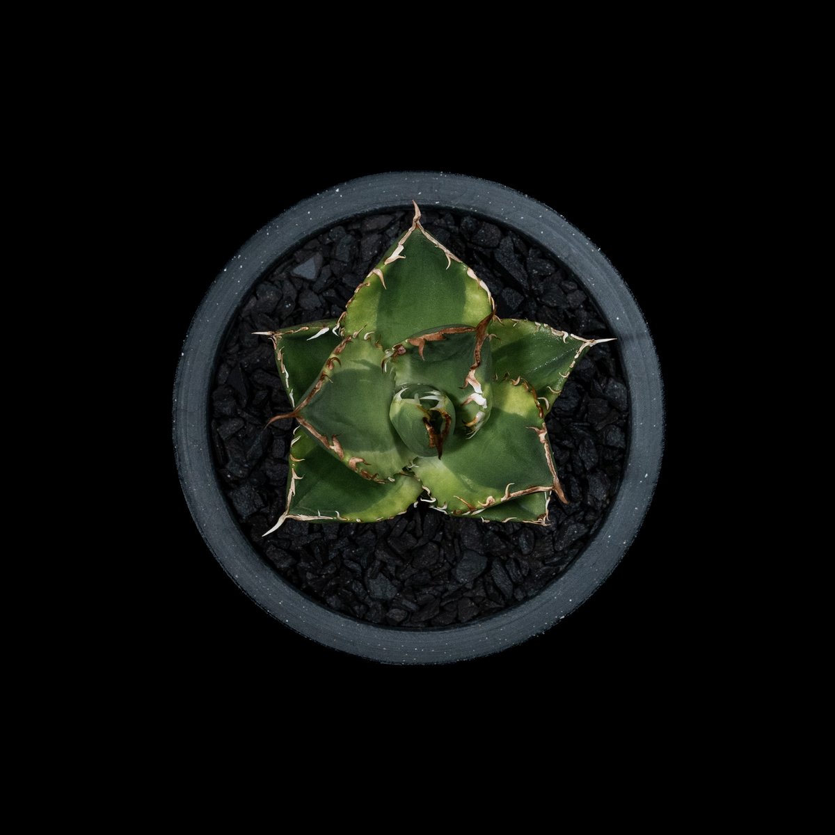 アガベ チタノタ ナンバーワン錦 / Agave titanota 'No.1 Nishiki アガベ チタノタ ナンバーワン錦 / Agave titanota 'No.1 Nishiki
