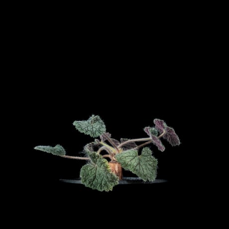 ペラルゴニウム バークリー / Pelargonium barklyi #1