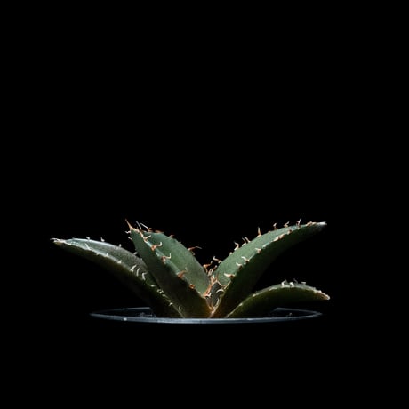 アガベ チタノタ 白鯨 / Agave titanota ‘White Whale’ #52