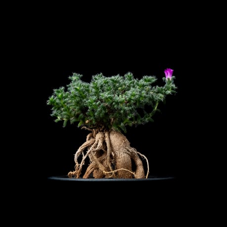 トリコディアデマ ブルボスム / Trichodiadema bulbosum #10
