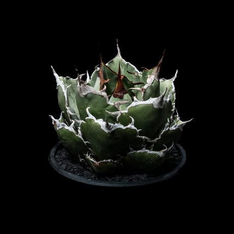 アガベ チタノタ 白鯨 / Agave titanota ‘White Whale’ #23